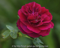 Rose du Roi 285