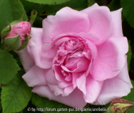 Comte de Chambord_k 3853.jpg