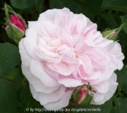 Fantin Latour_k 3839.jpg