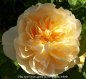 Charity_k 3684.jpg