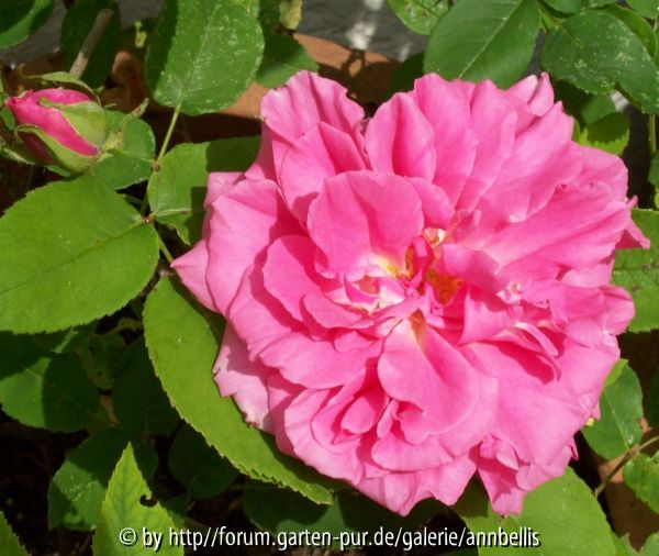 Zéphirine Drouhin