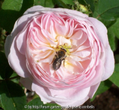 Duchesse de Montebello mit Besuch k 3430
