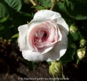 Felicité Parmentier_k 3755.jpg