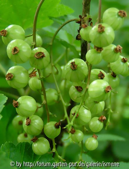Limelight berries