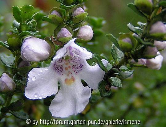 Prostanthera cuneata