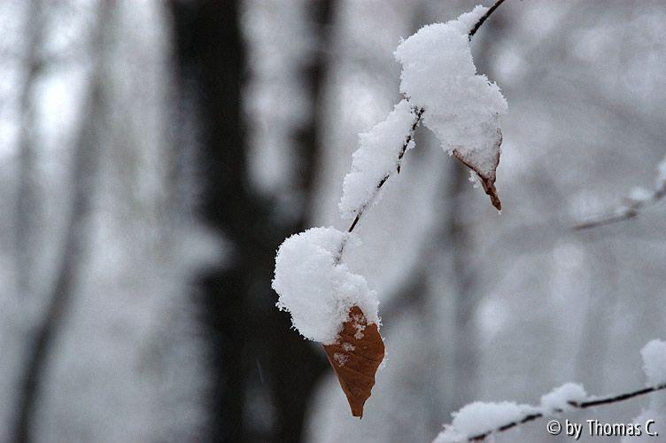 Entenschnabel-Blatt mit Schnee