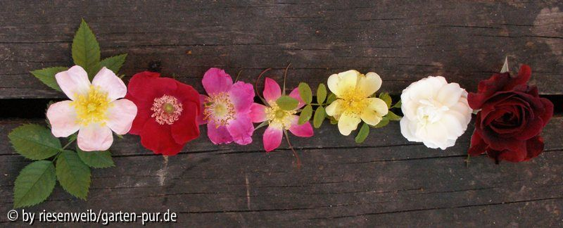 rosenreihe eins