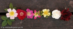 rosenreihe eins