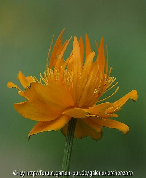Trollblume