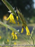 Weiche Trespe Detail