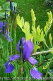 Iris Silver Edge