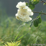 sombreuil