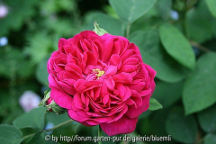 rose_de_rescht0001.jpg