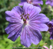 Geranium Sämling 2 von 'Philippe Vapelle