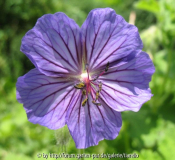 Geranium platypetalum 'Turco'