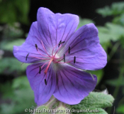Geranium platypetalum 'Georgia Blue'