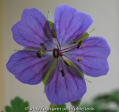 Geranium platypetalum unbekannte Herkunf