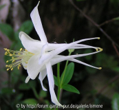 Aquilegia 'Kristall'