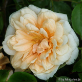 william allen richardson, blüte