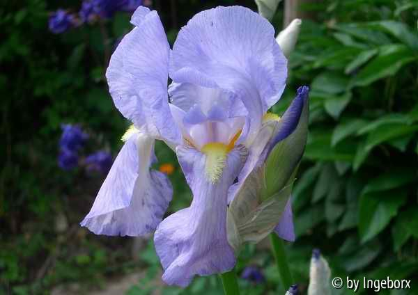 Iris pallida
