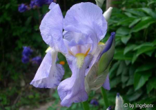 Iris pallida