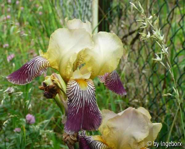 Iris squalens 