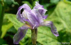 Iris pallida argenteovariegata
