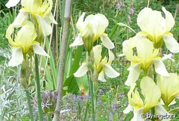 Iris flavescens
