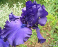 Dusky Challenger