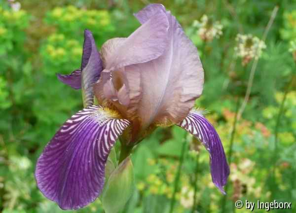 Iris sambucina 