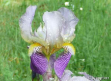 Typ Natura