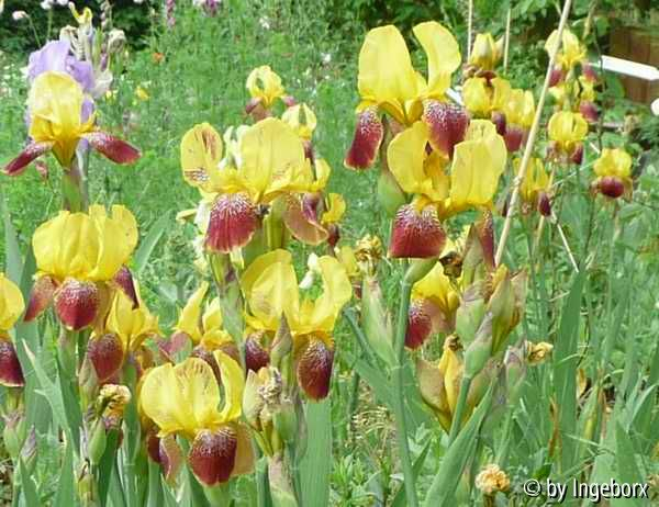 Bronzeschild, Iris variegata