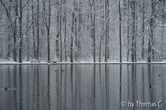 Winterliche Spiegelung im Adenauer-Weiher