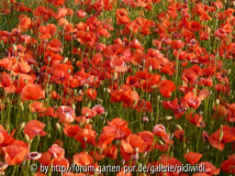 Mohnfeld 2