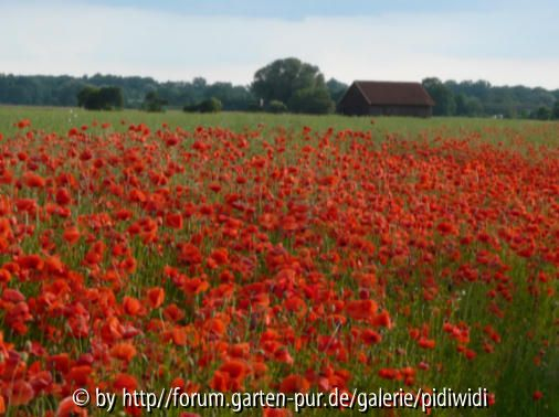 Mohnfeld1