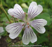 Geranium renardii