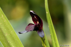 Roscoea scillifolia