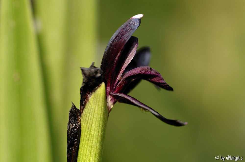Roscoea scillifolia