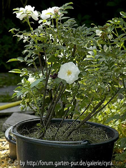 Louise Bugnet Habitus 1.Jahr