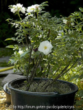Louise Bugnet Habitus 1.Jahr