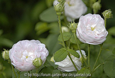 Duchesse de Montebello 4