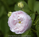 Duchesse de Montebello 3