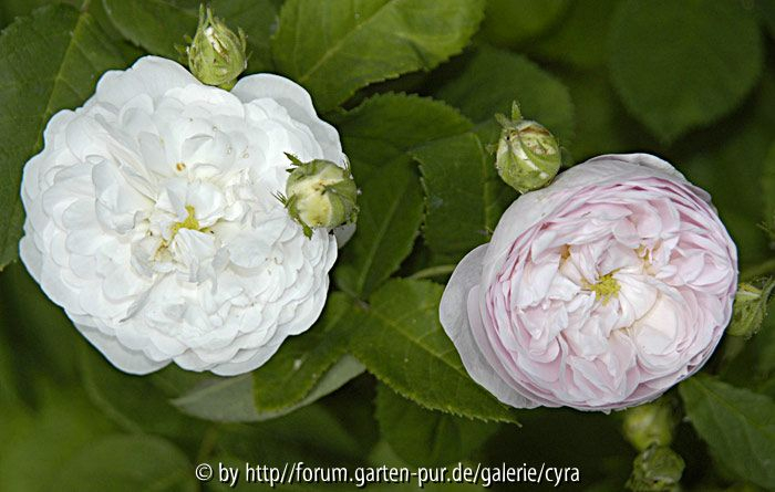 Duchesse de Montebello 2