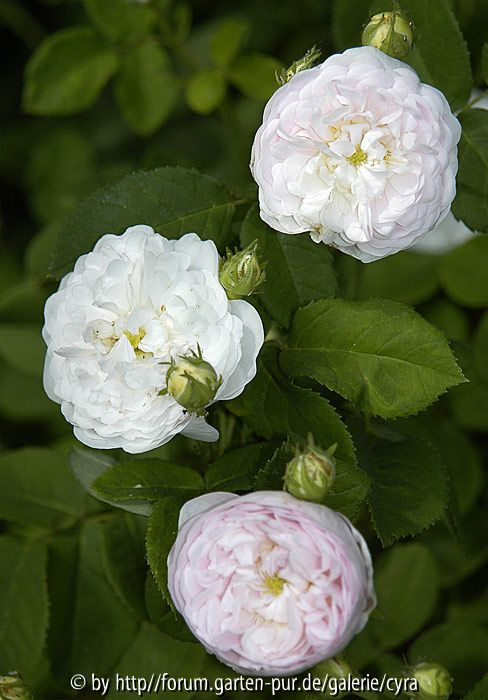 Duchesse de Montebello 1