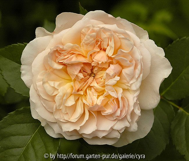Evelyn 2503