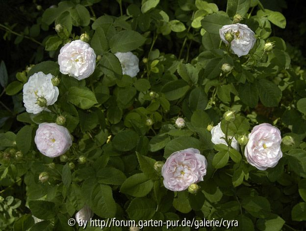 Duchesse de Montebello habitus