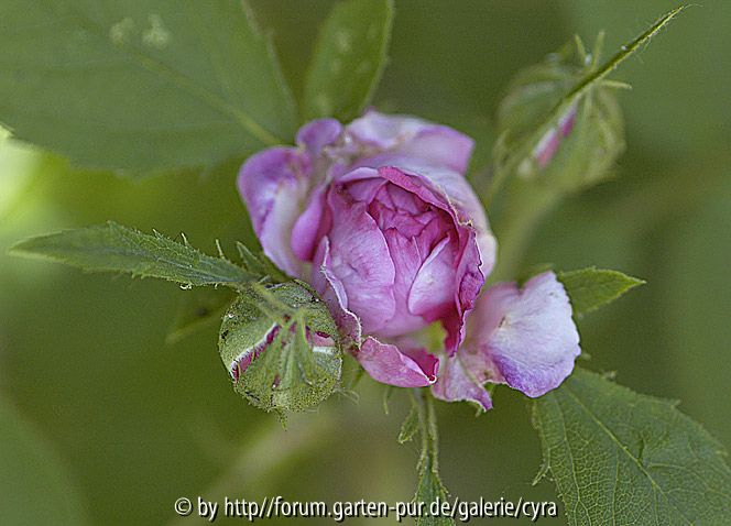 RdVpink Knospe. Kelchblätter