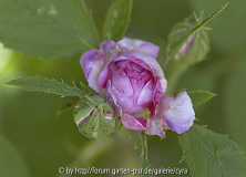 RdVpink Knospe. Kelchblätter