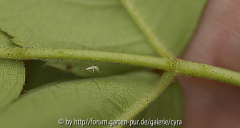 RdV pink Drüsen unter Blatt