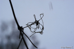 Schneetropfen in Clematis